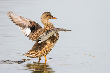 A Gadwall Hen Stretches Her Wings