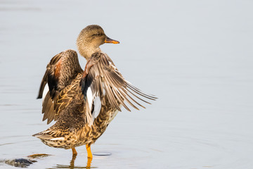 A Gadwall Hen Stretches Her Wings