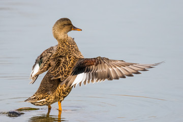 A Gadwall Hen Stretches Her Wings