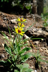 Black Hills sunflower 2