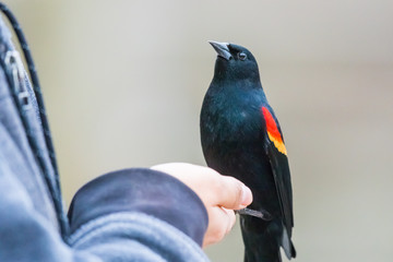 A Male Red-wing Blackbird Looks Up at the Person Hand Feeding It