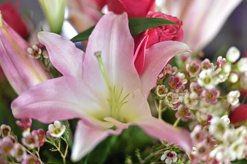 Stargazer Lily
