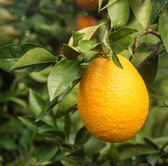 Close up of branch with ripe oranges