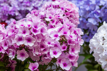 Lovely flowers of phlox paniculata are close up. Beautiful floral background.