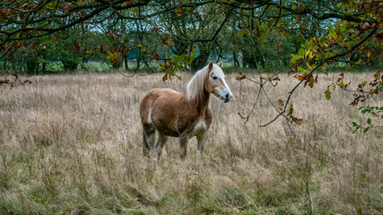 white horse in the field