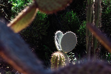 Espinoso cactus fotografiado bajo la luz del sol al aire libre. 