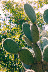 Espinoso cactus fotografiado bajo la luz del sol al aire libre. 