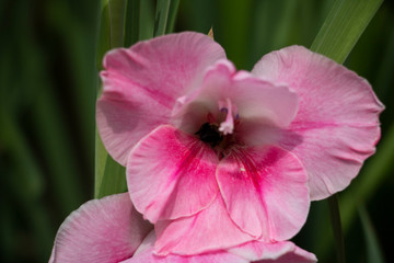 Fototapeta na wymiar Bee Inside Pink Gladiola