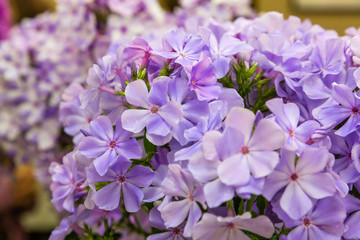 Lovely flowers of phlox paniculata are close up. Beautiful floral background.