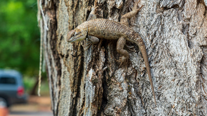 Lizard