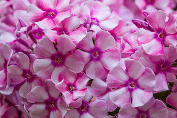 The flowers of Phlox paniculata close up. Flower background.