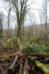 forest