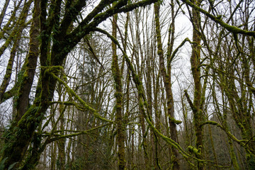 Fototapeta premium forest
