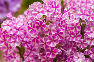The beautiful blossoms of Phlox paniculata. The flowers of Phlox paniculata close up. Floral background