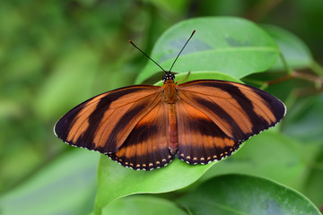 Close-up of a brown and black striped tropical passion butterfly sitting on green leaves with wings spread