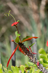 Specific plants at botanical garden in Gran Canary