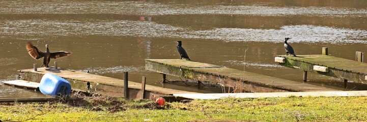 Drei Kormorane (Phalacrocorax carbo) auf drei Bootsstegen am Ufer der Werra