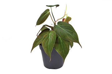 Tropical 'Philodendron Hederaceum Micans' house plant with heart shaped leaves with velvet texture in flower pot on white background