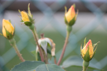 Yellow Rose Buds