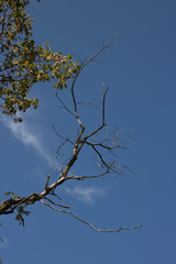 Tree Against the Sky