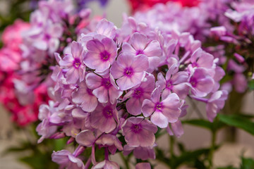 Beautiful flowers phlox paniculata. Flowering branch of   phlox paniculata close up