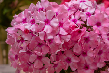 Fototapeta premium The beautiful blossoms of Phlox paniculata. The flowers of Phlox paniculata close up. Floral background