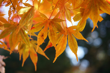 赤く色付いた楓の紅葉