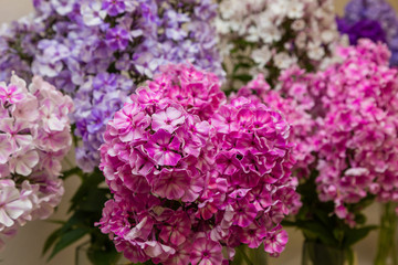 The beautiful pink and red blossoms of Phlox paniculata. The white and red flowers of Phlox paniculata.