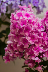 The beautiful pink and red blossoms of Phlox paniculata. The white and red flowers of Phlox paniculata.
