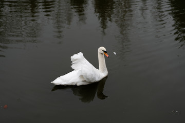 White swan in the foggy lake at the dawn. Morning lights. Romantic background. Beautiful swan. Cygnus. Romance of white swan with clear beautiful landscape.