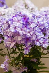 The beautiful blue blossoms of Phlox paniculata. The white and violet flowers of Phlox paniculata.