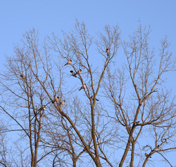 Crows on a tree.
