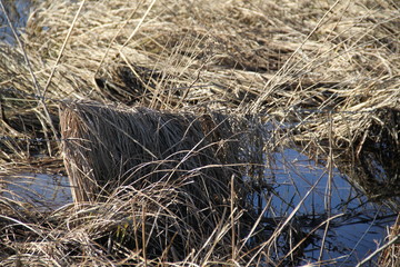 Puddles water surface in the meadow