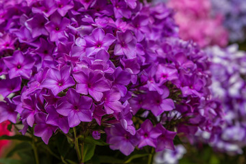 The beautiful purpure blossoms of Phlox paniculata. The white and violet flowers of Phlox paniculata.