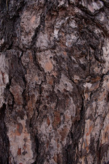 bark of pine tree trunk texture background