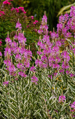 Flowers of physostegia virginiana variegata in garden