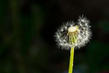 A single dandelion flower on black background with copy space. Wild nature blossom.