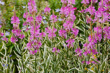 Flowers of physostegia virginiana variegata in garden