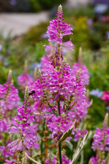 Flowers of physostegia virginiana variegata in garden