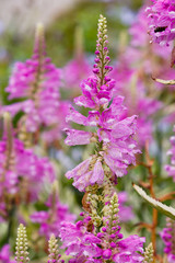 Flowers of physostegia virginiana variegata in garden