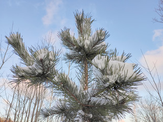 Naklejka premium The top of a young pine tree covered with snow on a background of the sky with clouds and trees