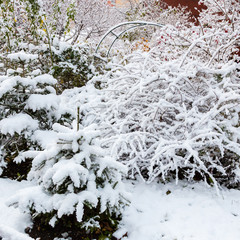 Yellow leaves in the snow. Autumn leaves and trees covered with snow.