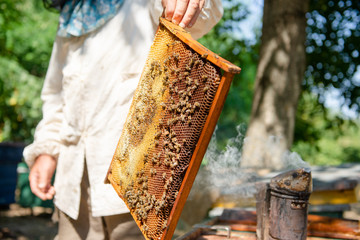 The beekeeper checks the hive. Looks at bees in the sun.