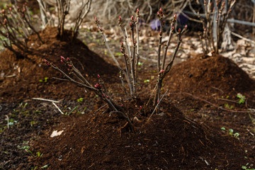 Winter Protection for Garden, winter shelter for garden plants, shelter peonies, rhododendrons, roses