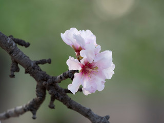 Dos pequeñas flores de almendro