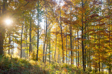Trees in autumn season background. Autumn lansdscape