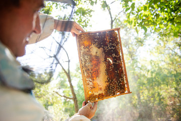 The beekeeper checks the hive. Looks at bees in the sun.