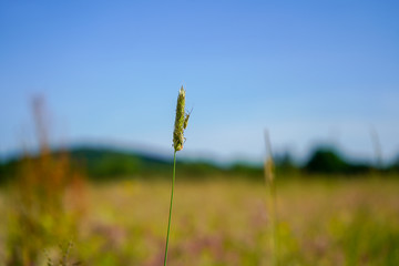 Close up of a grass seed head / flower