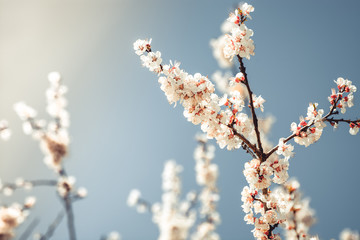 apricot branch blossoming in white flowers against the sky