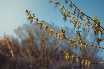 flowers on twig of ash-leaved maple (Acer negundo) over blue sky background in spring